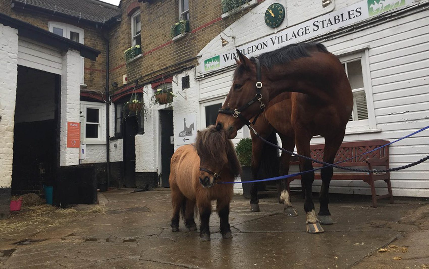 A horse and a shetland pony in the Wimbledon Village Stables